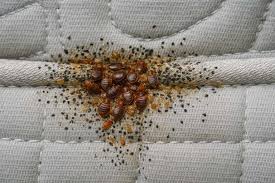 Bed Bug Treatment