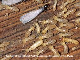 Termite Treatment